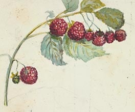 Painting of a blackberry bush.