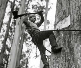 Photograph of a man chopping down a tree with an axe.