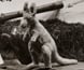 Photograph of a window display featuring a stuffed kangaroo and a papier-mache bulldog wearing tin helmets.